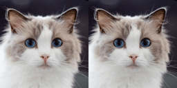 https://github.com/KlingAIResearch/LivePortrait/blob/HEAD/image