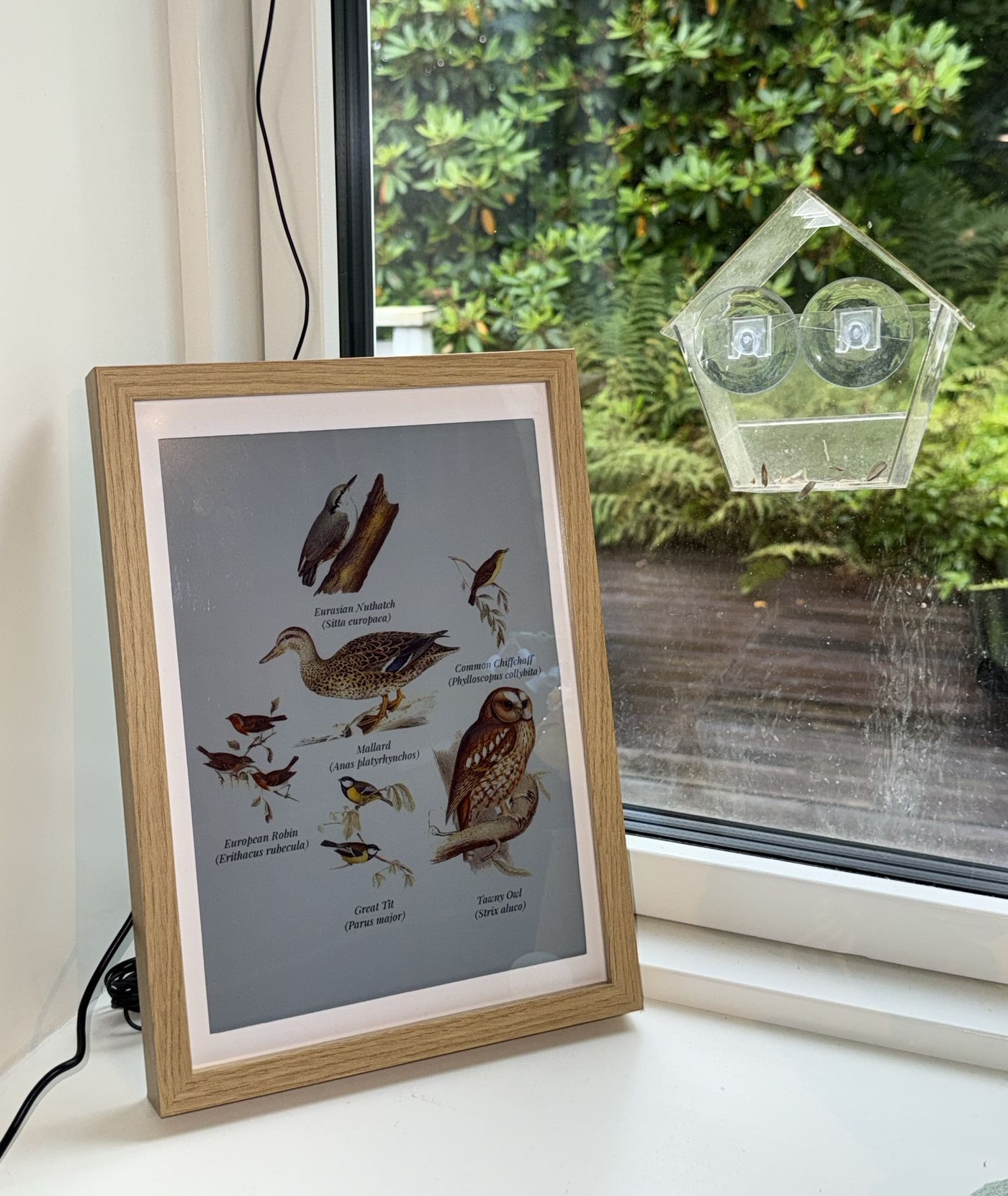 https://github.com/arnegiacomo/fugleramme/blob/HEAD/The frame on a kitchen windowsill showing six birds heard in the garden, a window feeder on the glass behind it