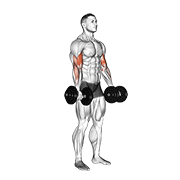 https://github.com/hasaneyldrm/exercises-dataset/blob/HEAD/dumbbell biceps curl