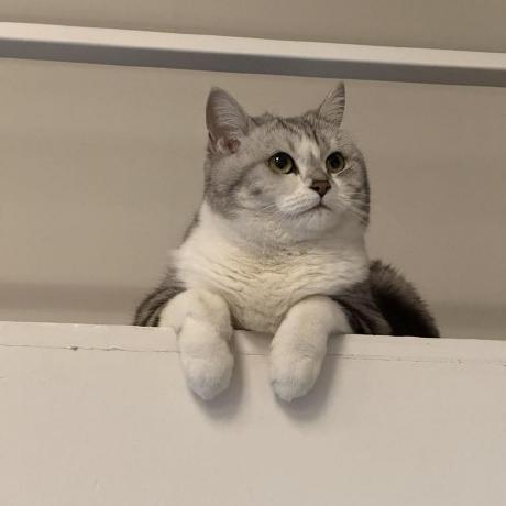 https://github.com/lbjlaq/Antigravity-Manager/blob/HEAD/jlcodes99