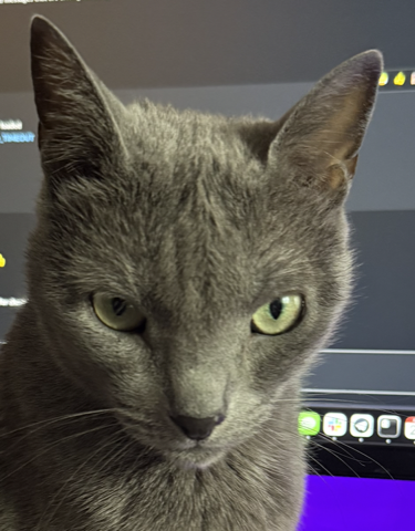 https://github.com/nklmilojevic/sofka/blob/HEAD/Sophie, a Russian Blue, watching the screen with visible suspicion